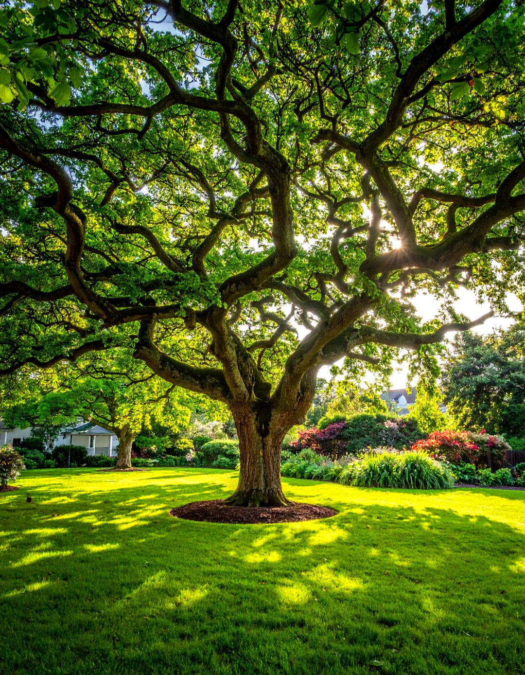 Living Tree Canopy - 20 Garden Shade Ideas for a Cool and Comfortable Outdoor Space
