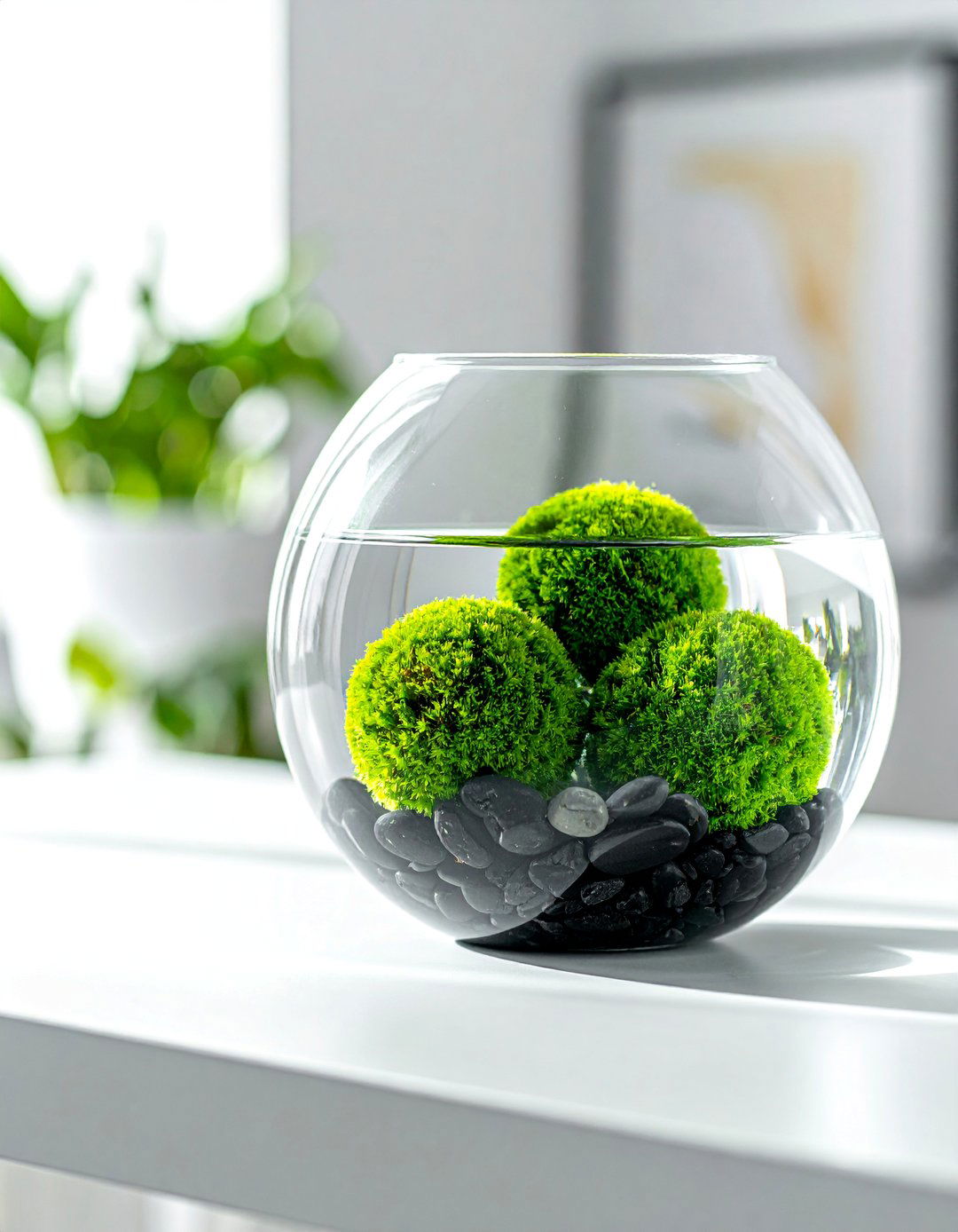 Marimo Moss Ball Terrarium - 40 Terrarium Ideas to Bring Nature Indoors