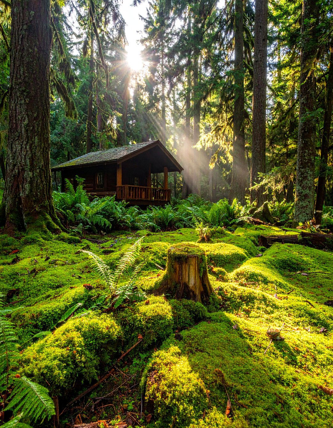 Moss and Fern Woodland Floors - 25 Log Cabin Landscaping Ideas for Rustic Appeal