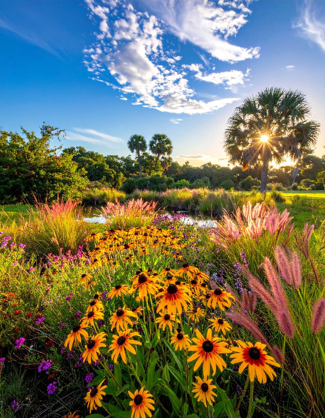 Native Florida Wildflower Meadow Oasis - 30 Florida Backyard Ideas for a Tropical Oasis