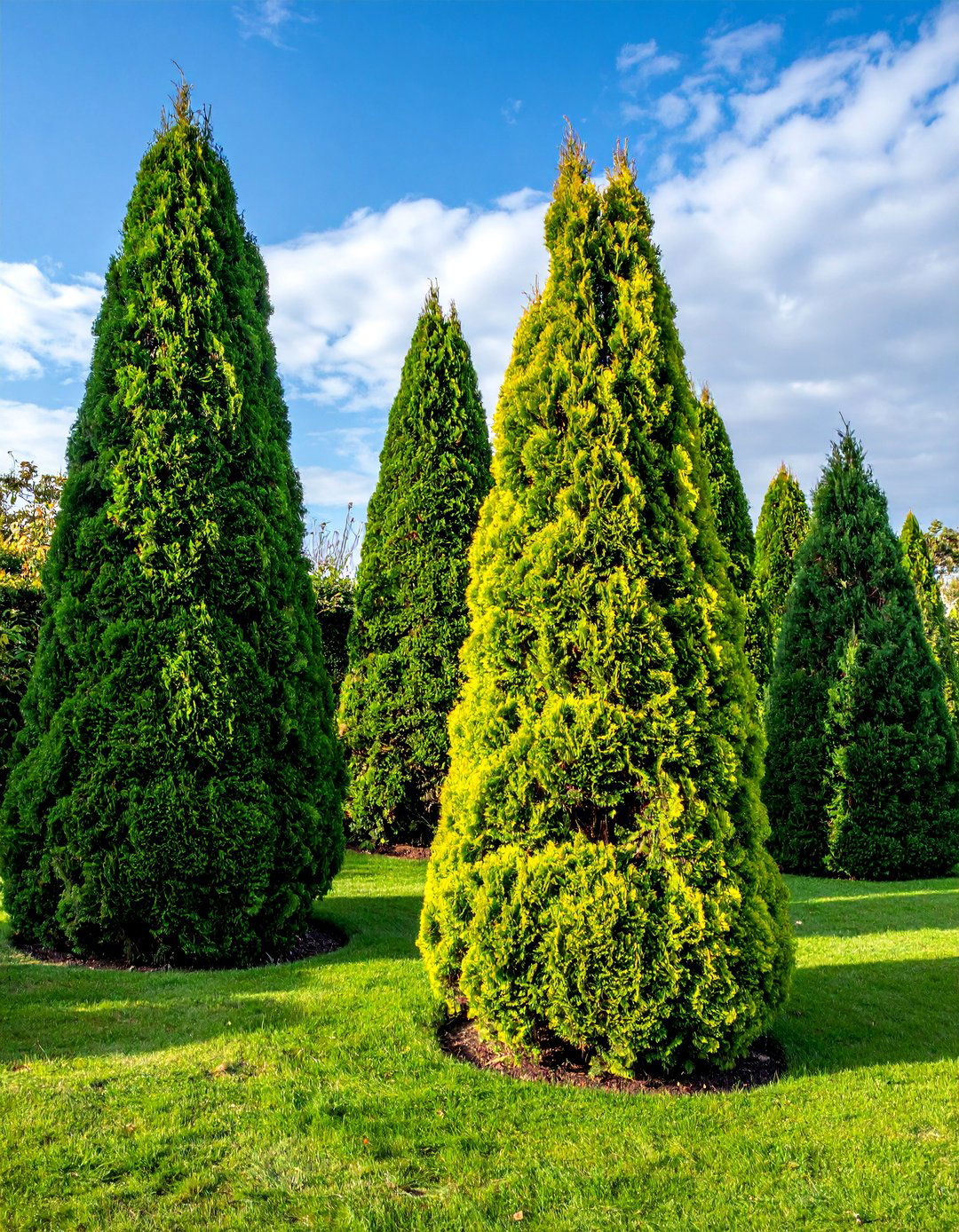 Natural Windbreak Trees - 20 Garden Shade Ideas for a Cool and Comfortable Outdoor Space