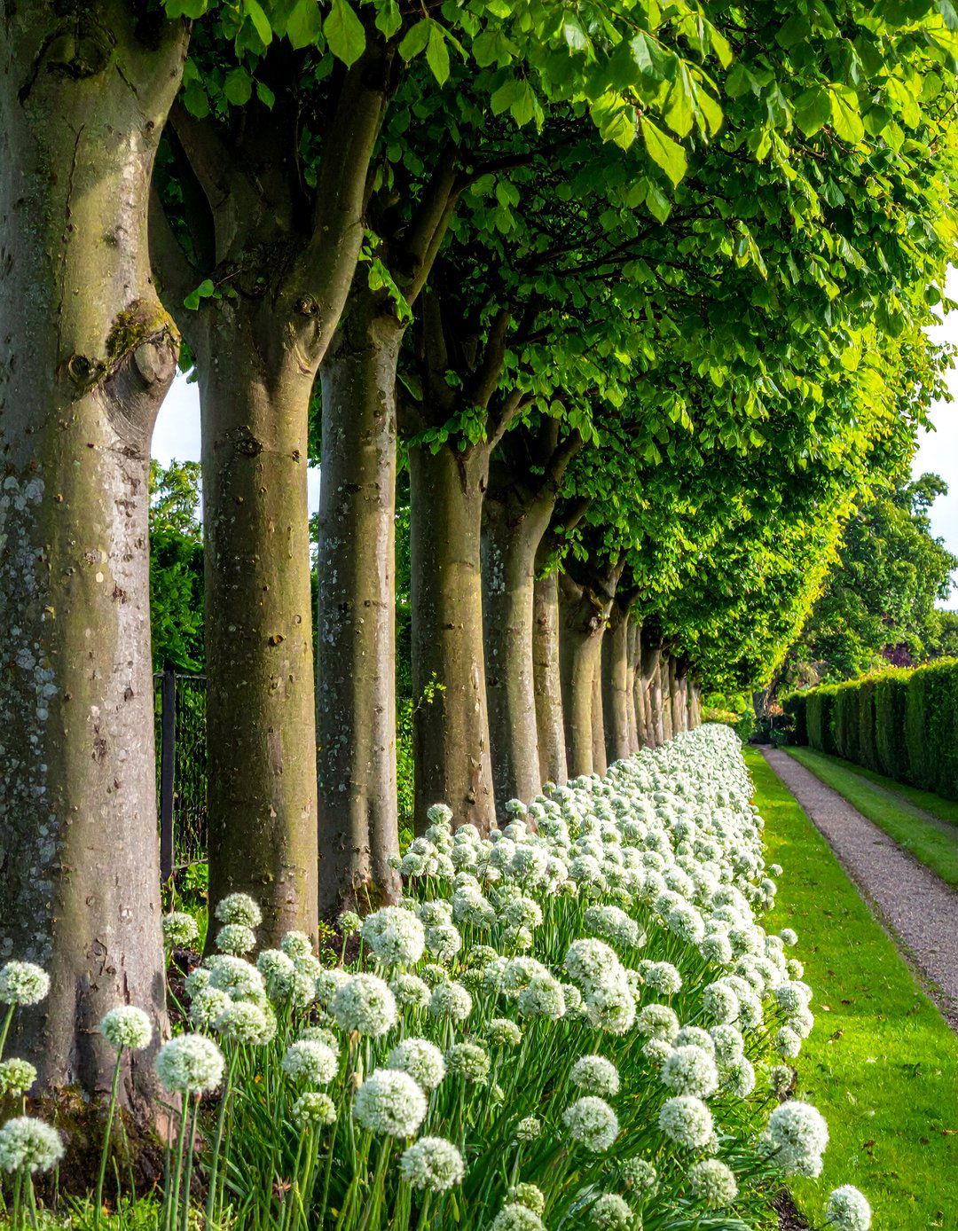 Pleached Trees for a Narrow Garden Screen - 20 Narrow Garden Ideas to Maximize Small Spaces