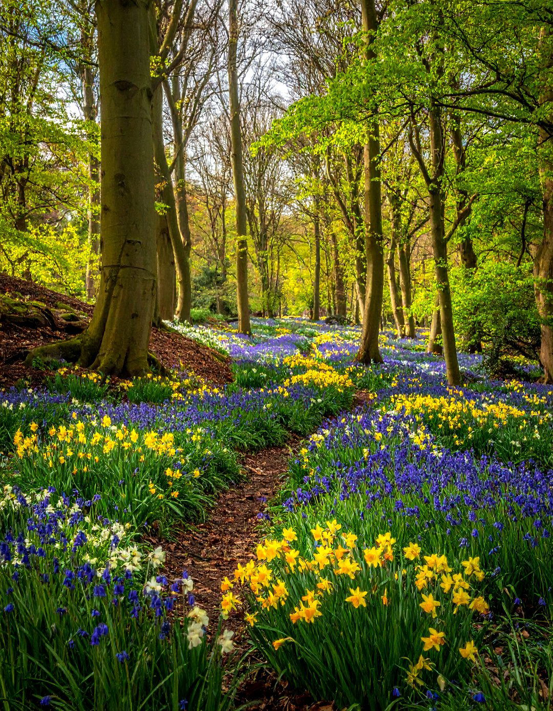 Spring Bulb Woodland - 40 English Garden Design Ideas for a Timeless Landscape