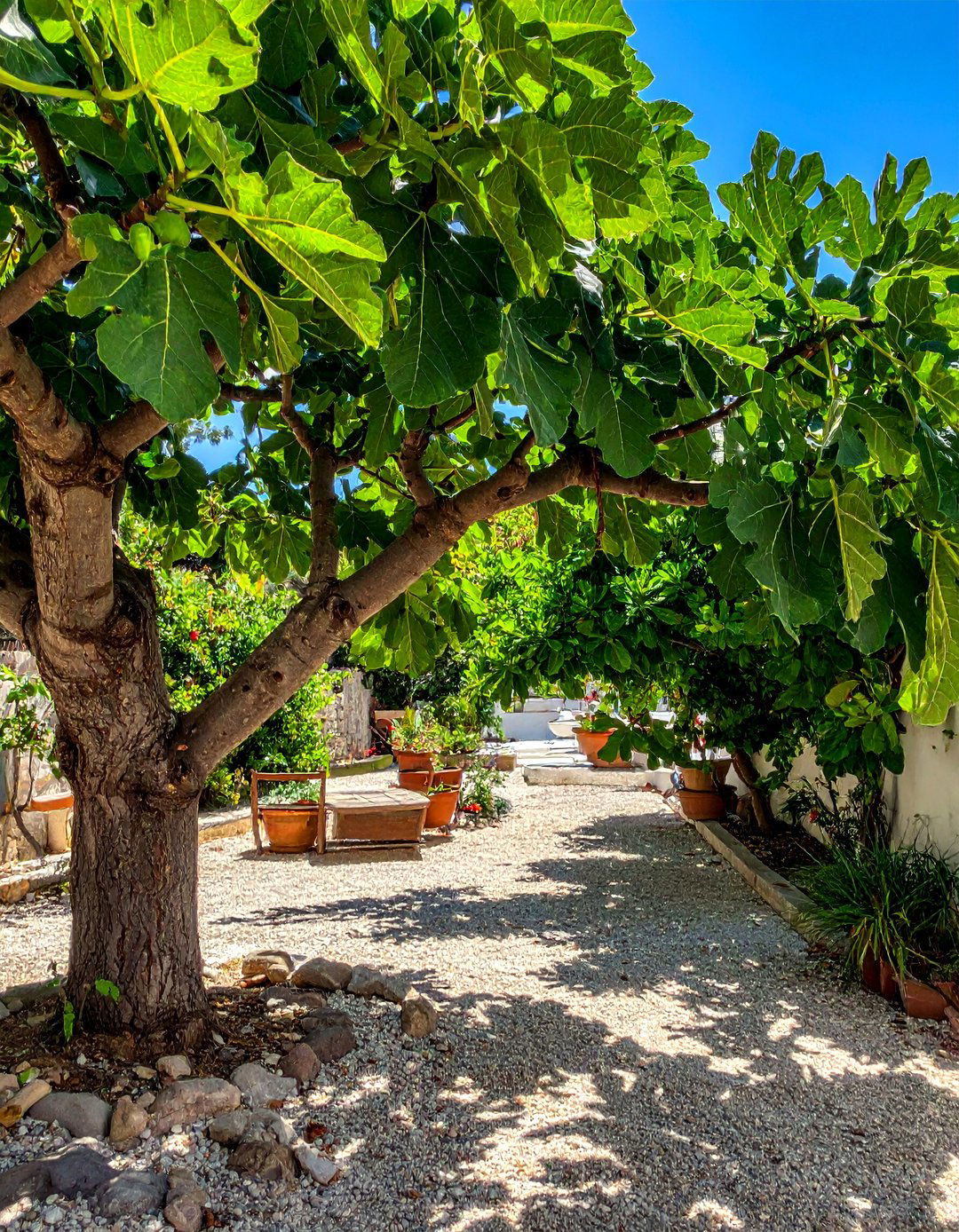 The Inclusion of a Fig Tree - 30 Greek Garden Ideas for a Mediterranean Oasis