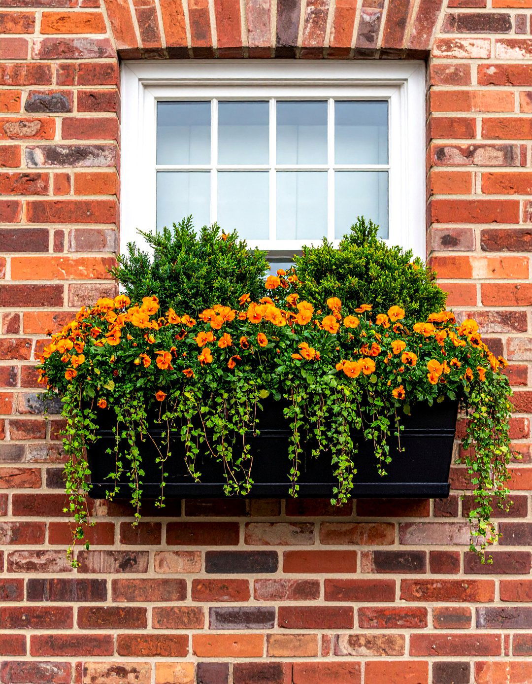 Window Box with Trailing Fall Planter - 40 Fall Planter Ideas to Add Seasonal Charm