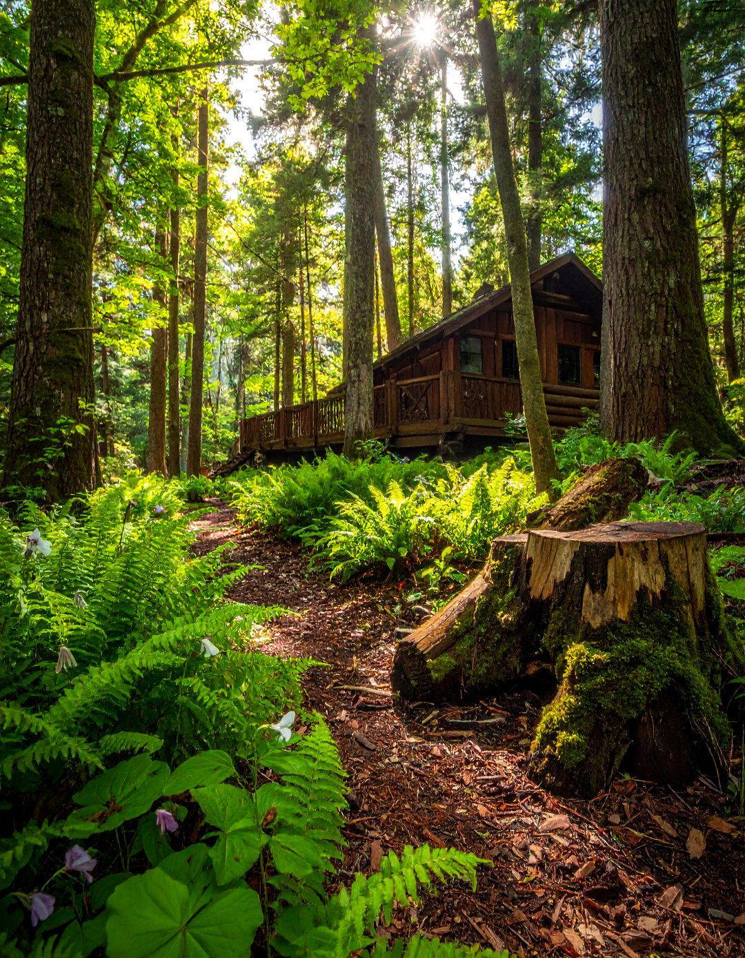 Woodland Shade Gardens - 25 Log Cabin Landscaping Ideas for Rustic Appeal