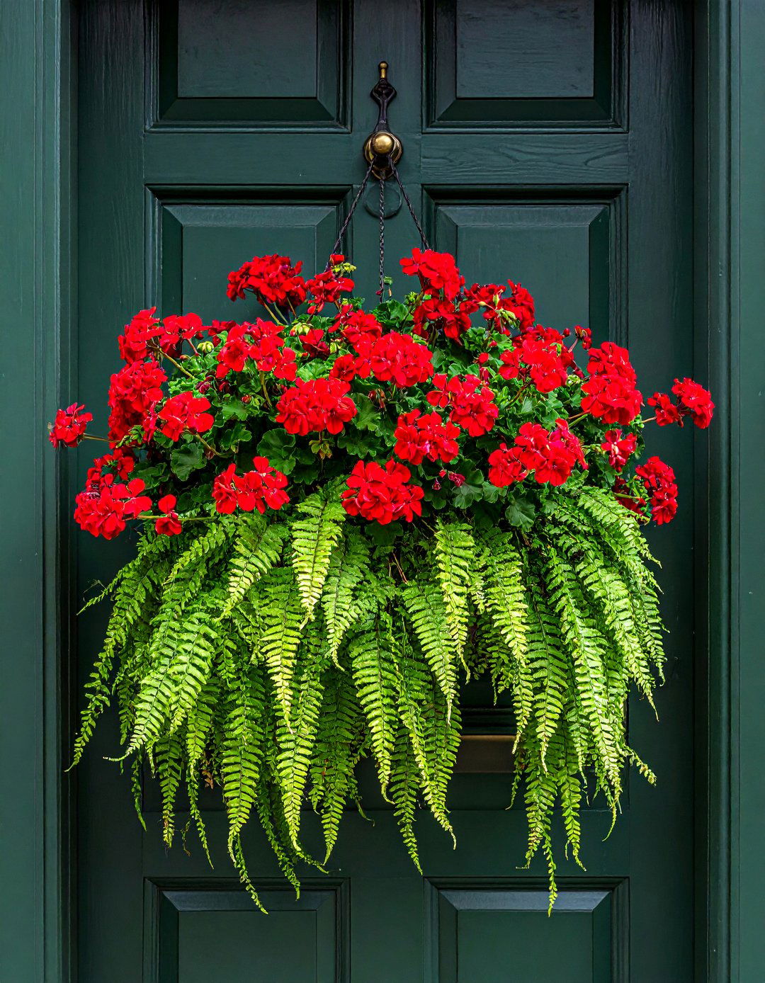 Bold Geranium and Fern Hanging Basket - 20 Summer Door Decoration Ideas to Welcome Guests