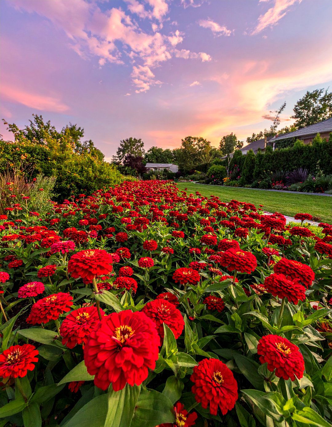 Monochromatic Zinnia Bed - 25 Zinnia Garden Ideas for a Colorful Outdoor Space