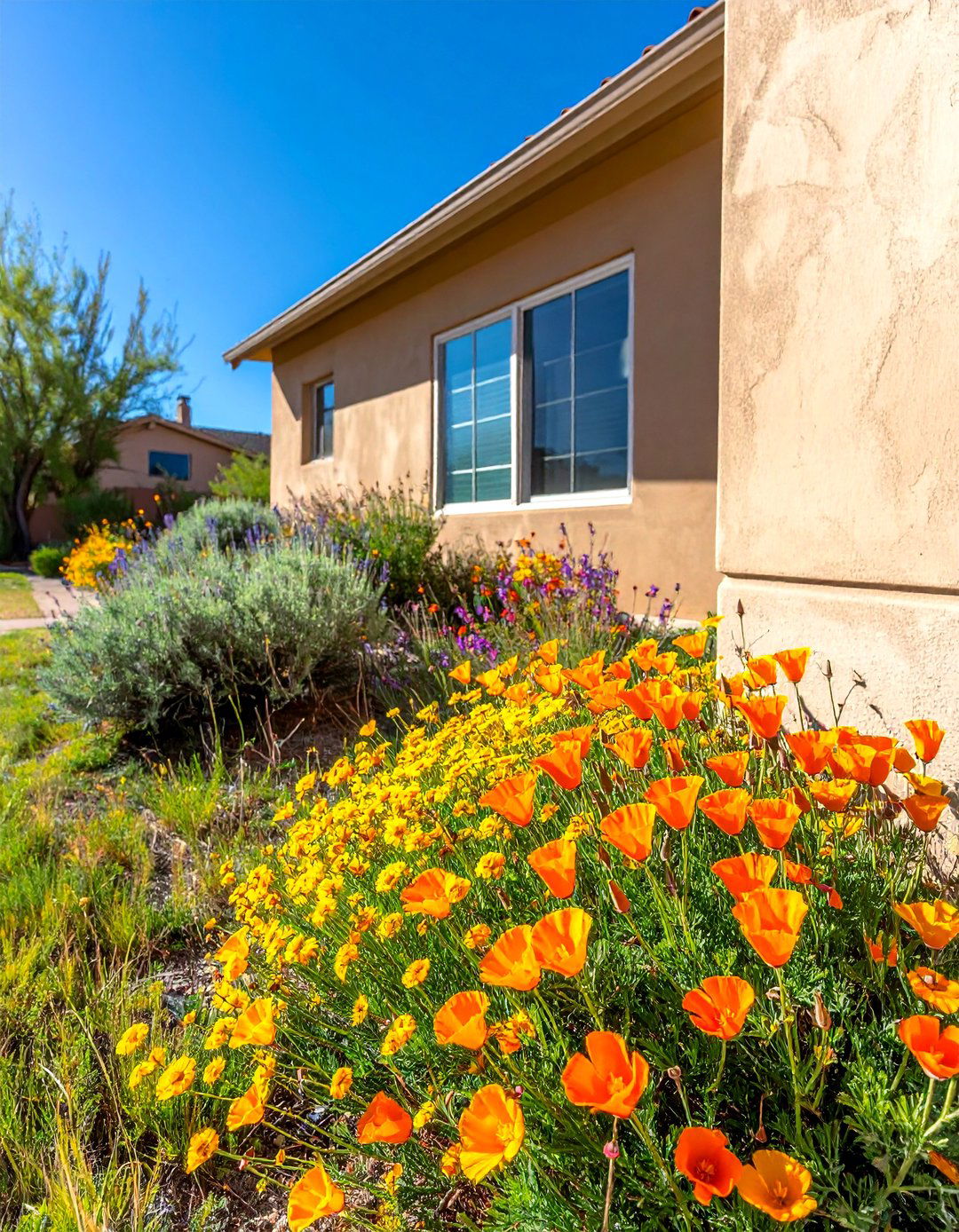 Native Wildflower Patches for Seasonal Color - 20 Southwest Landscaping Ideas for Your Front Yard