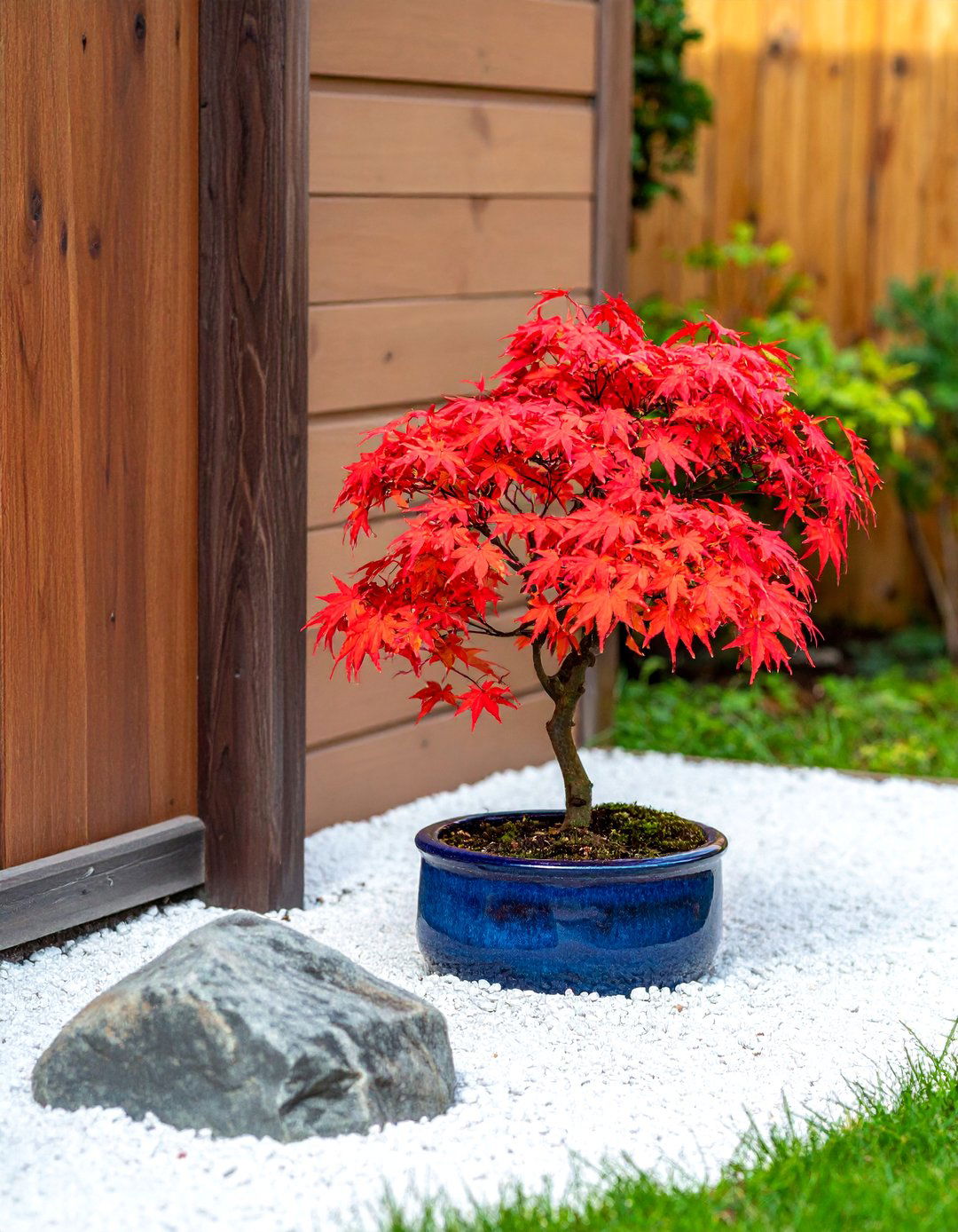 Planting a Dwarf Japanese Maple Tree - 20 Small Zen Garden Ideas for a Peaceful Outdoor Retreat