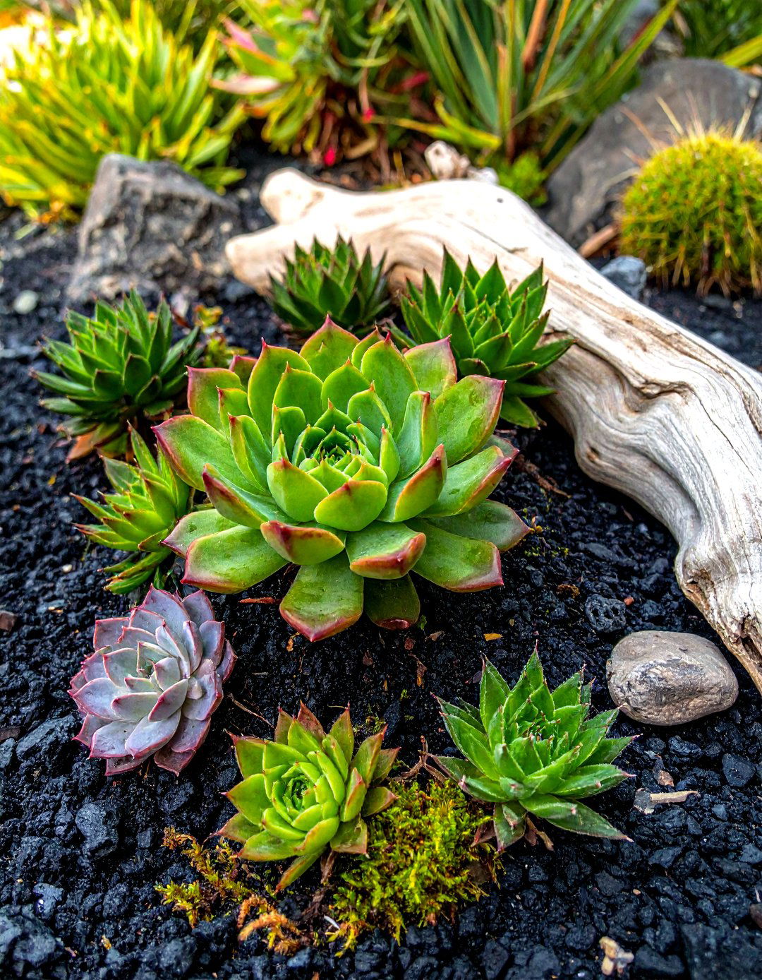 Sculptural Succulents in a Zen Garden - 20 Small Zen Garden Ideas for a Peaceful Outdoor Retreat