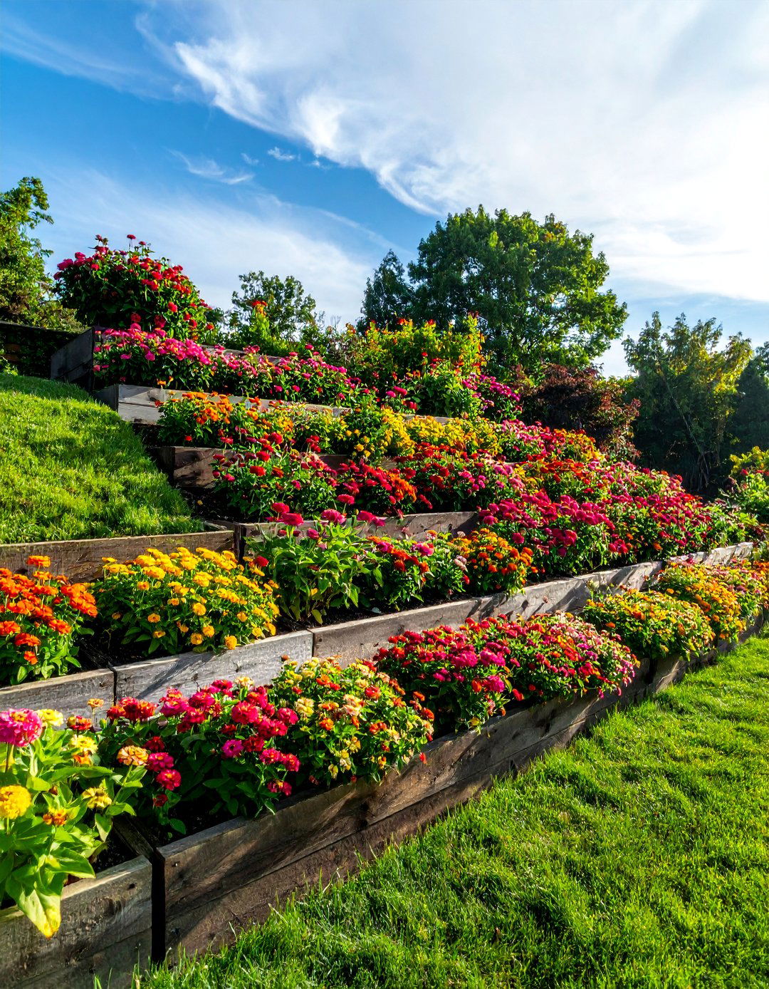 Tiered Zinnia Garden Bed - 25 Zinnia Garden Ideas for a Colorful Outdoor Space