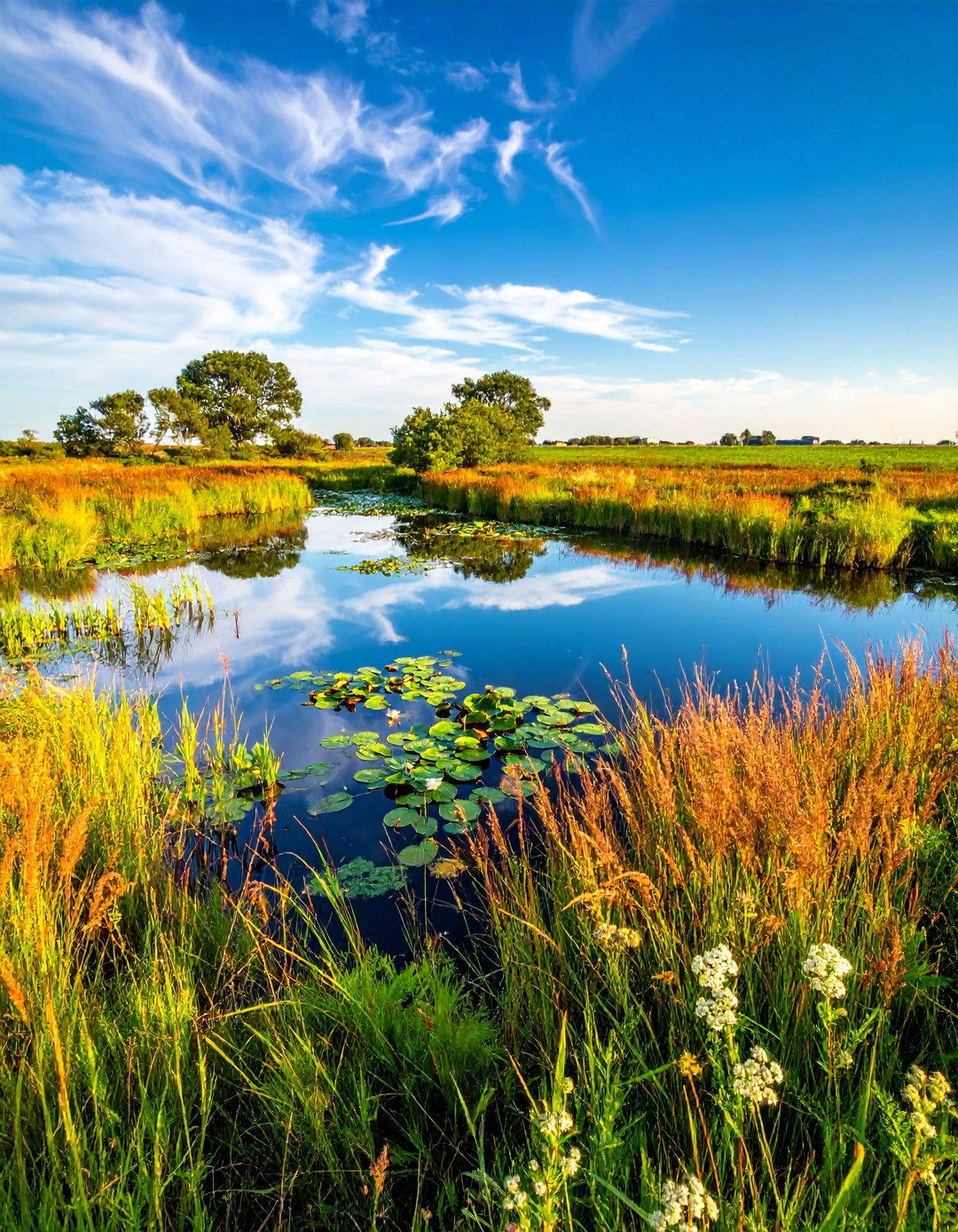 Wildlife Habitat Pond System - 15 Farm Pond Ideas to Enhance Your Rural Landscape