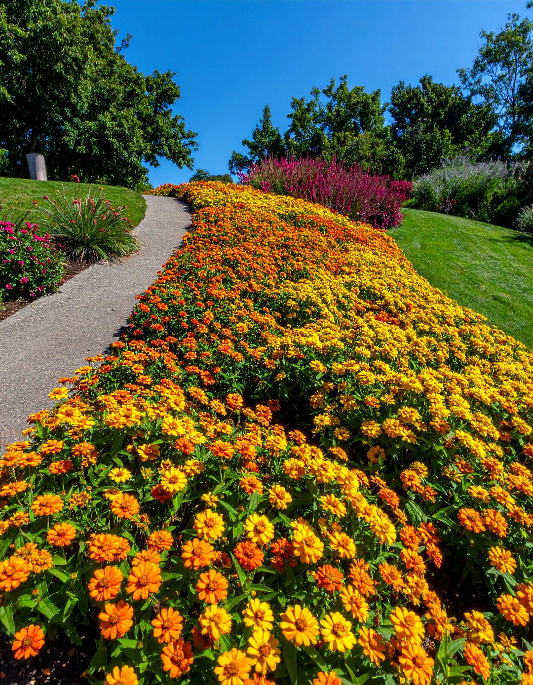 Zinnia Groundcover Planting - 25 Zinnia Garden Ideas for a Colorful Outdoor Space