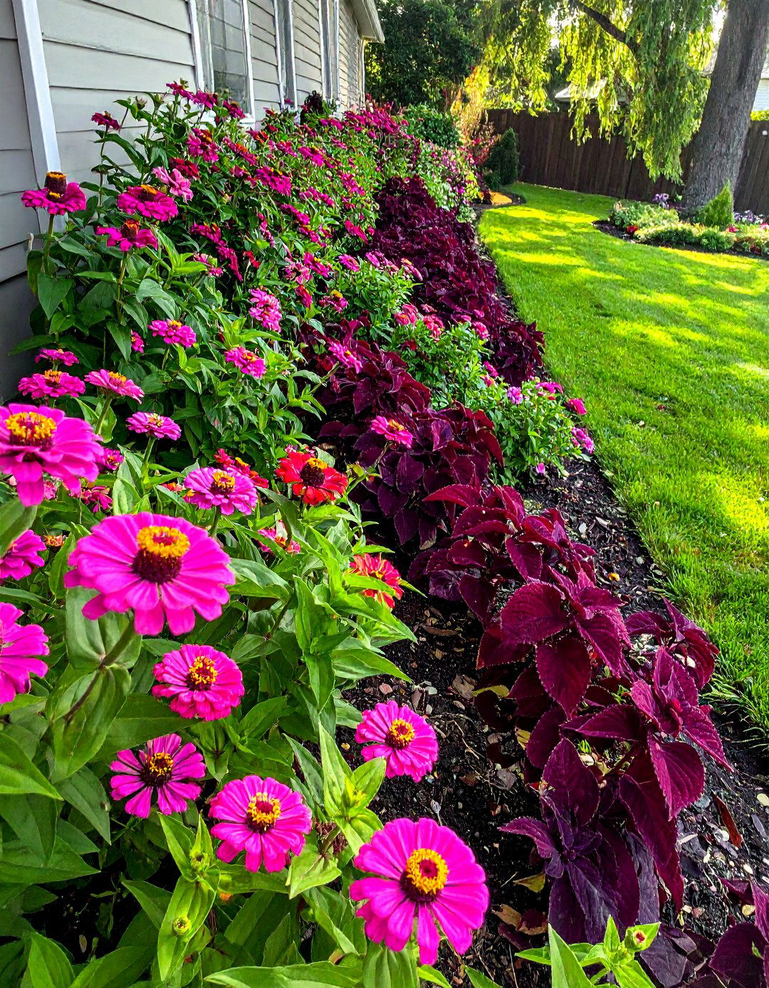 Zinnia and Coleus Shade to Sun Transition Garden - 25 Zinnia Garden Ideas for a Colorful Outdoor Space