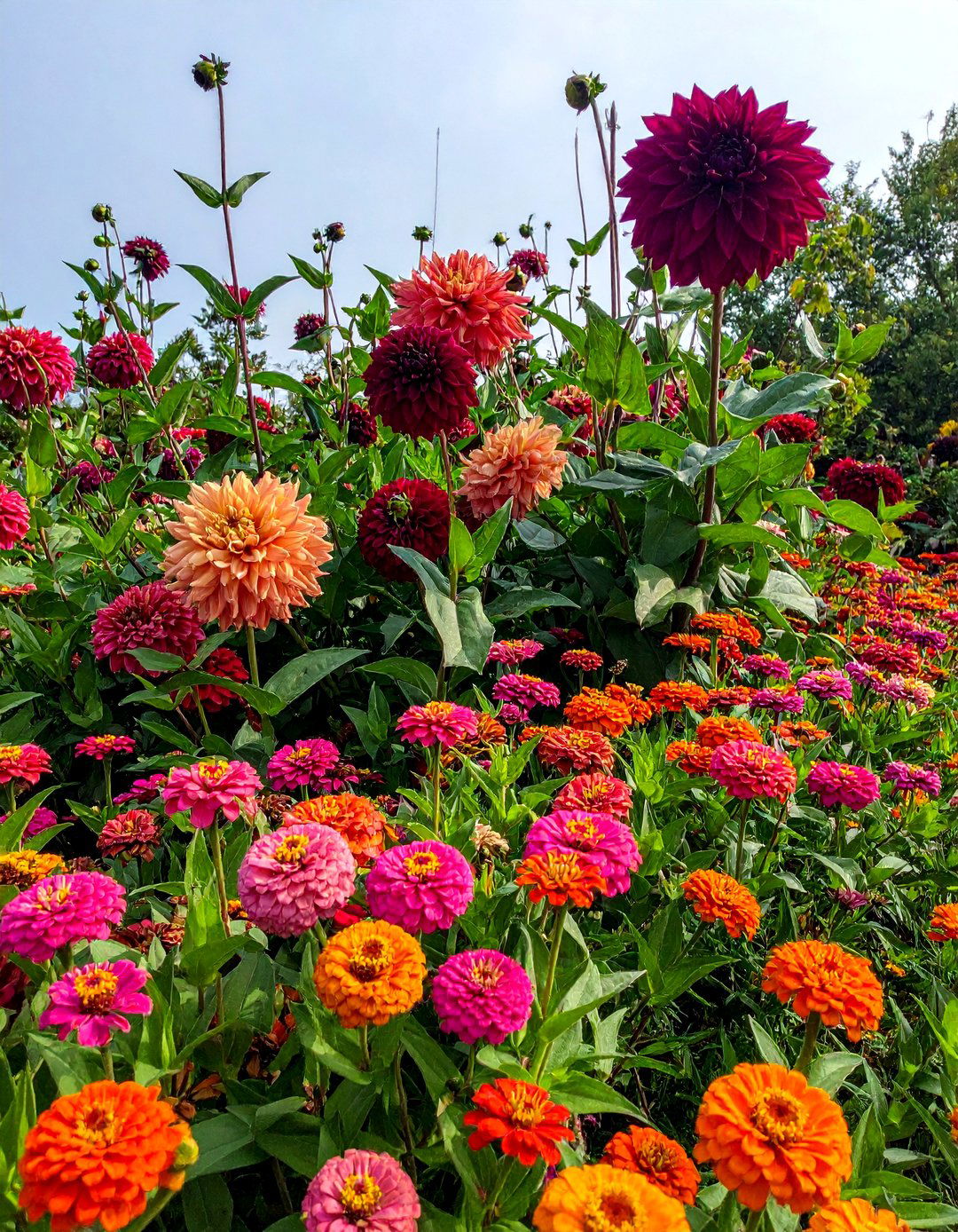 Zinnia and Dahlia Combination Garden - 25 Zinnia Garden Ideas for a Colorful Outdoor Space