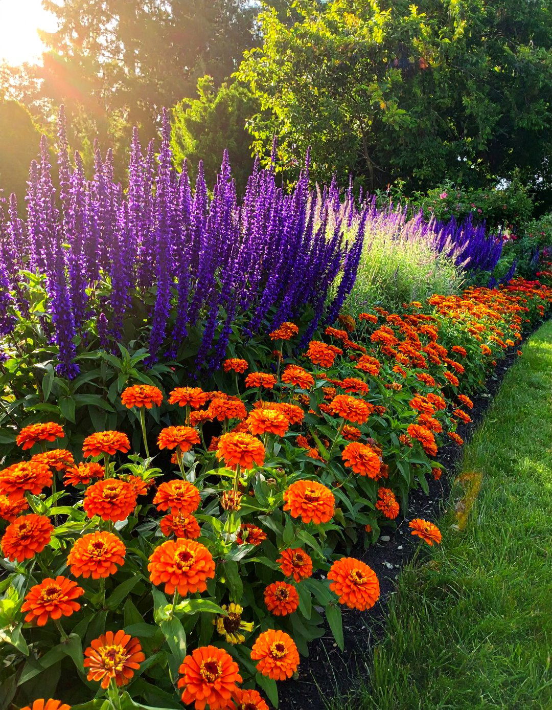 Zinnia and Salvia Garden Bed - 25 Zinnia Garden Ideas for a Colorful Outdoor Space