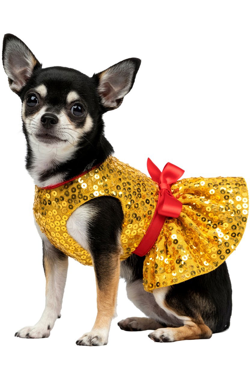 Gold sparkle pet dress - 25 Valentine's Day Pet Dress Ideas