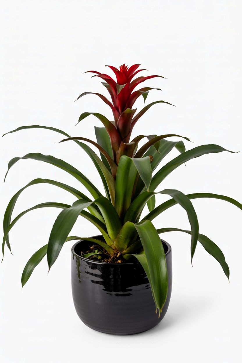 Red Bromeliad Plant - 25 Valentine's Day Potted Plant Ideas
