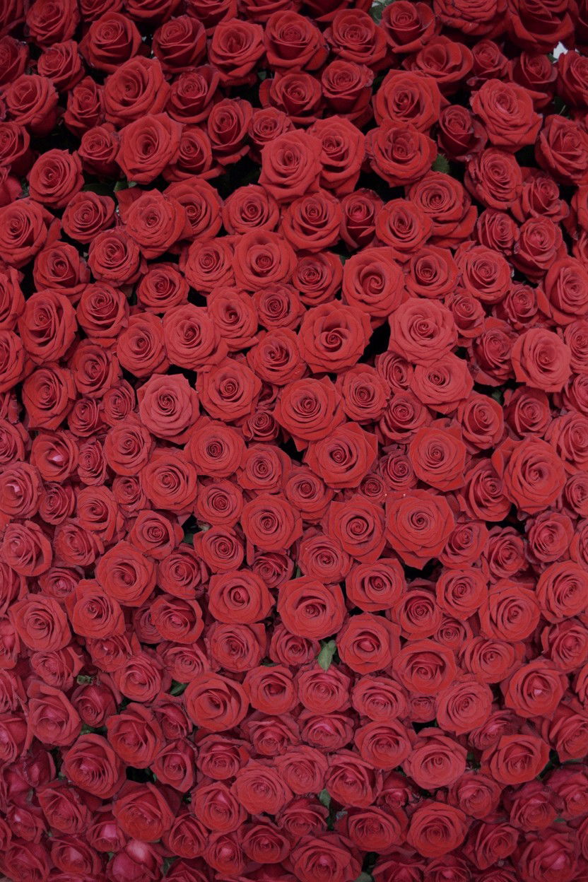 Red Rose Flower Wall - 25 Valentine's Day Wedding Ideas