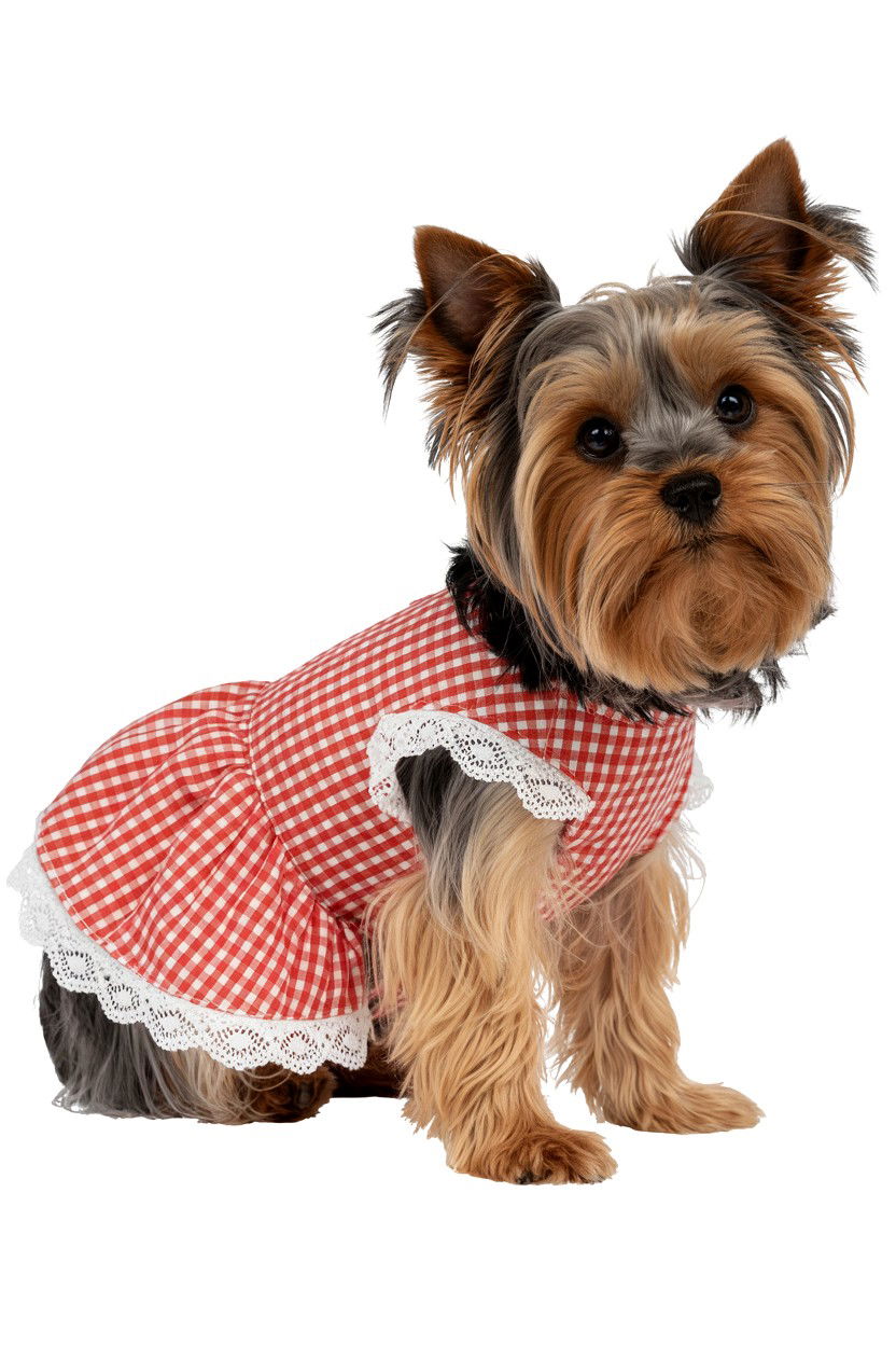 Red gingham pet dress - 25 Valentine's Day Pet Dress Ideas