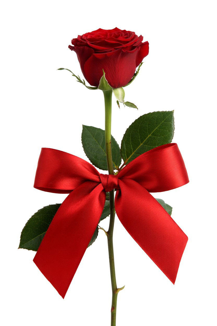Single Rose Ribbon Wrap - 25 Valentine's Day Single Rose Ideas